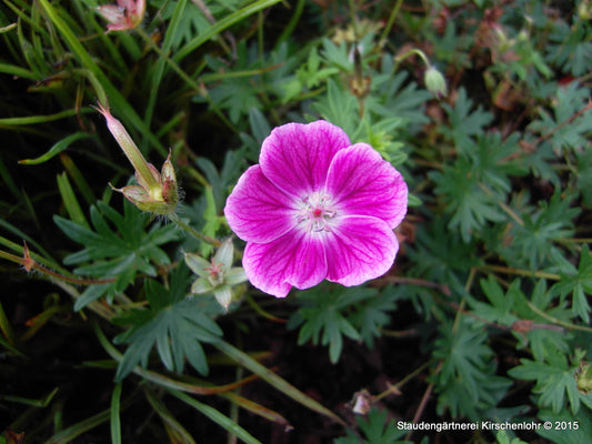 Geranium sanguineum 'Elke'