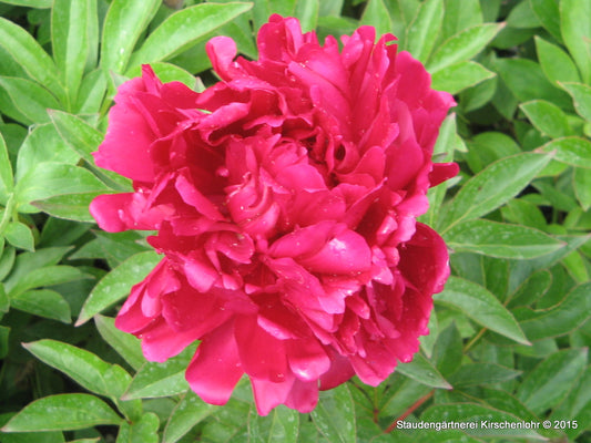 Paeonia 'Bunker Hill'