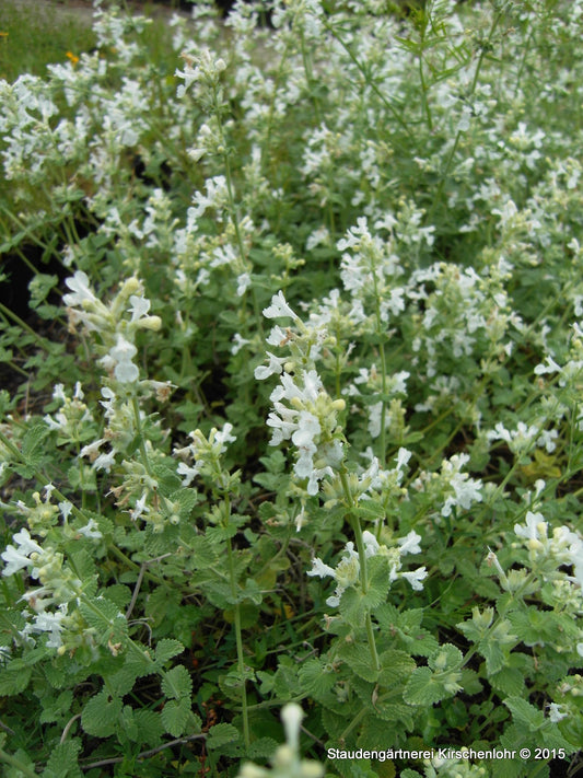 Nepeta racemosa 'Snowflake'