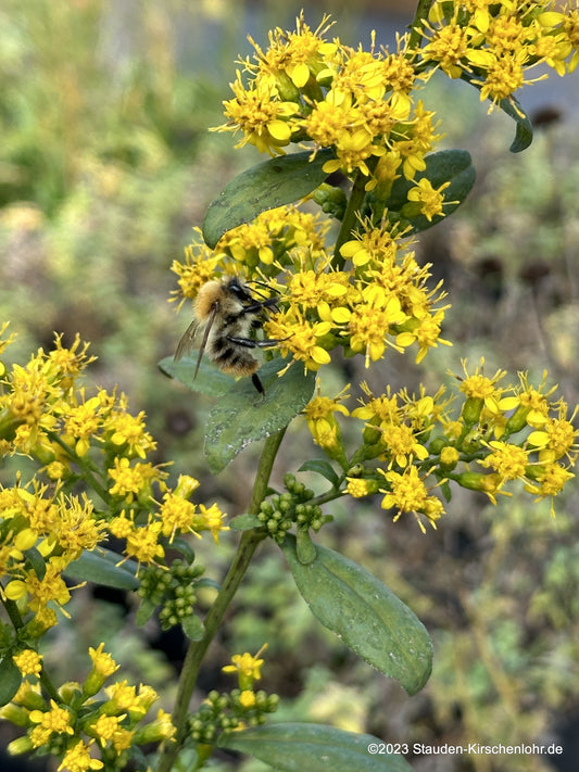 Solidago caesia 'Maryland'