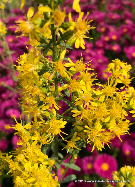 Solidago speciosa [Weinheim]