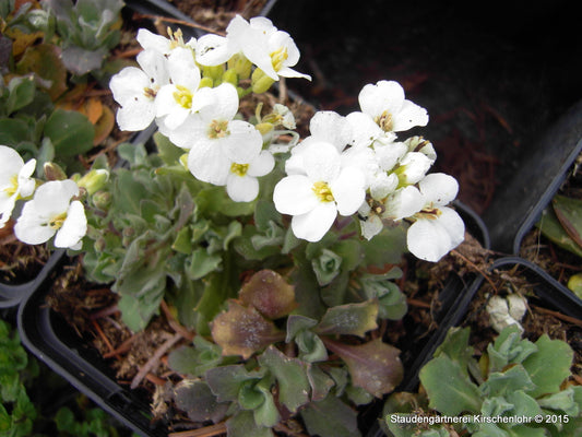 Arabis caucasica 'Schneehaube'