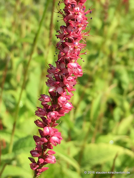 Bistorta amplexicaulis 'Seven Oaks Village' wouter