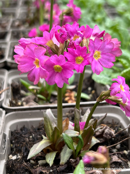 Primula rosea 'Gigas'