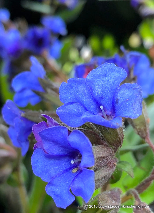 Pulmonaria dacica 'Blue Ensing'