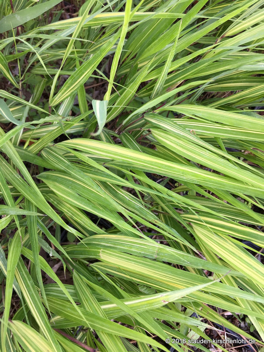 Hakonechloa macra 'Sunny Delight'