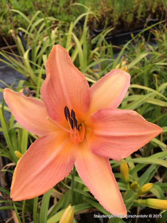 Hemerocallis 'Spinne in Lachs'