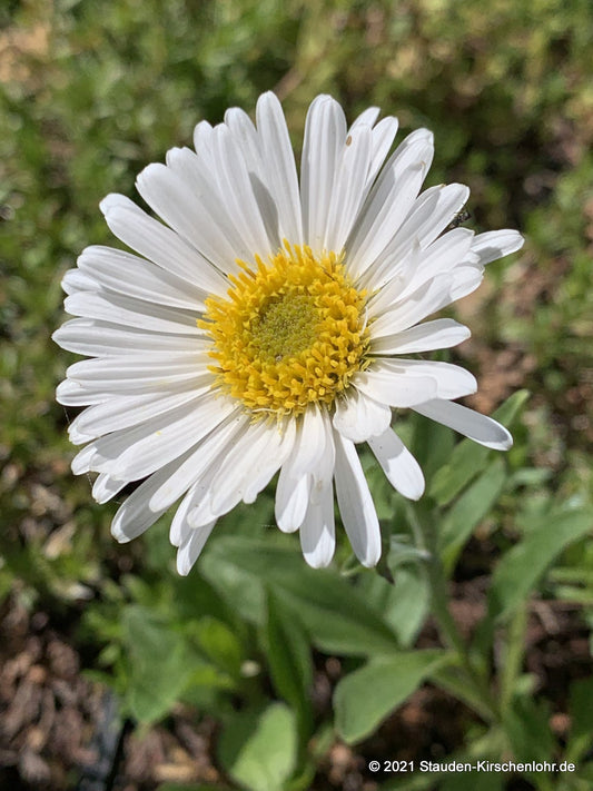 Aster alpinus 'Albus'