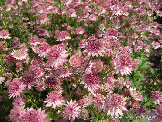 Astrantia major 'Roma' ®