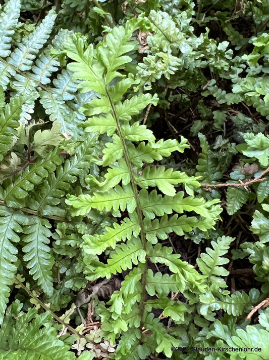 Dryopteris filix-mas 'Crispa Cristata'