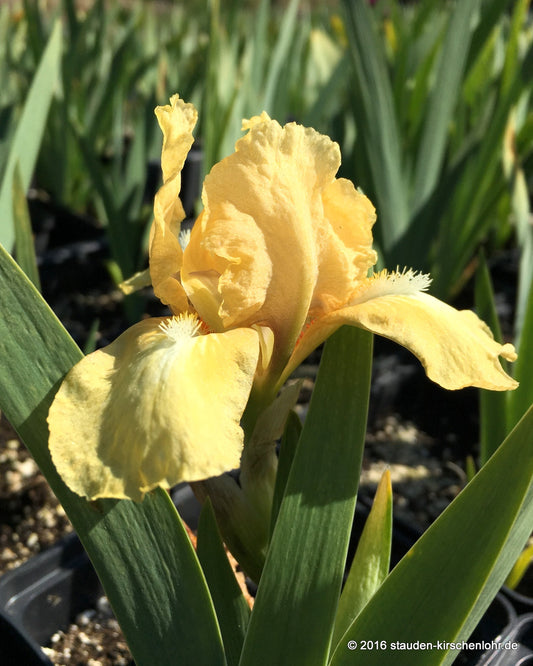 Iris barbata-nana 'Melon Honey'