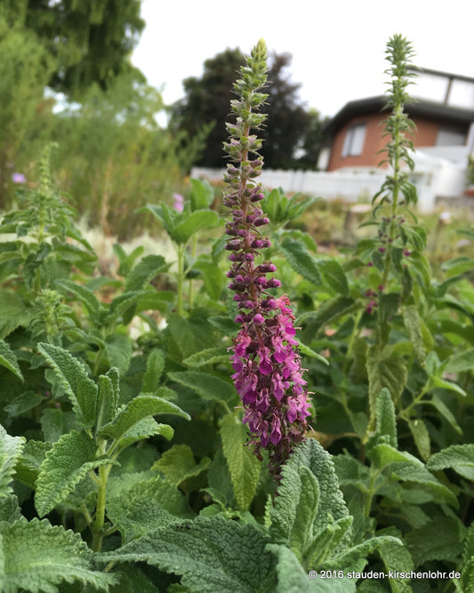 Teucrium hircanicum 'Paradise Delight'