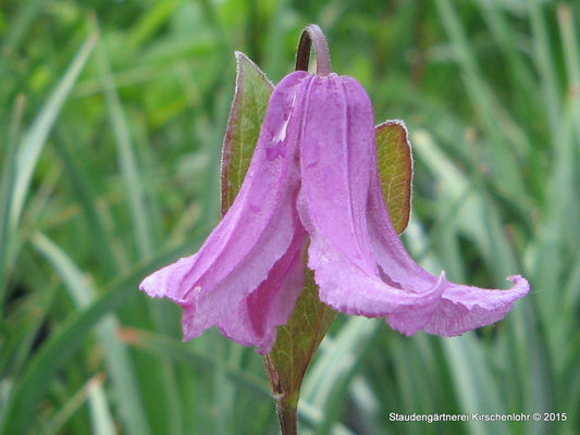 Clematis integrifolia 'Floris V'