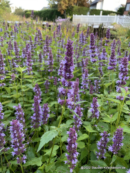Agastache 'Purple Haze'