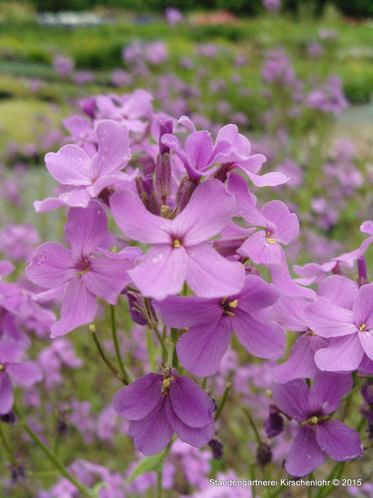 Hesperis matronalis subsp. matronalis