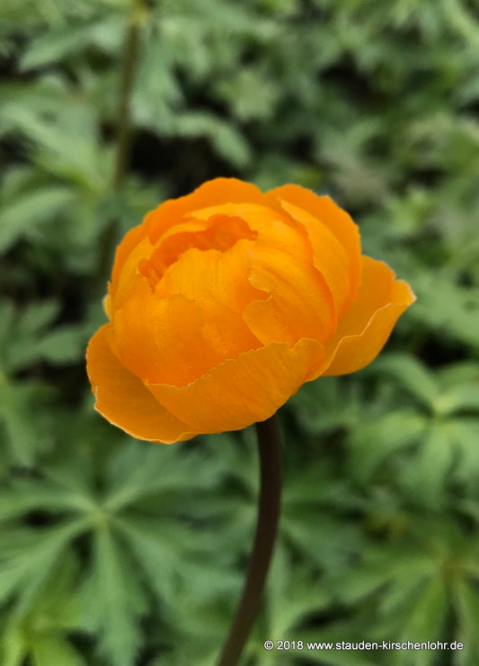 Trollius 'Orange Princess'