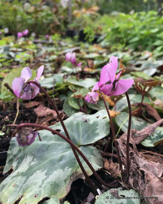 Cyclamen purpurascens