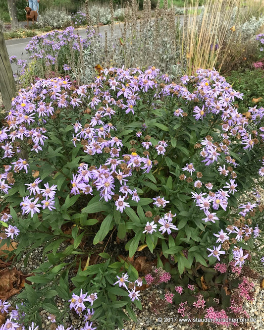 Aster x frikartii 'Wunder von Stäfa'