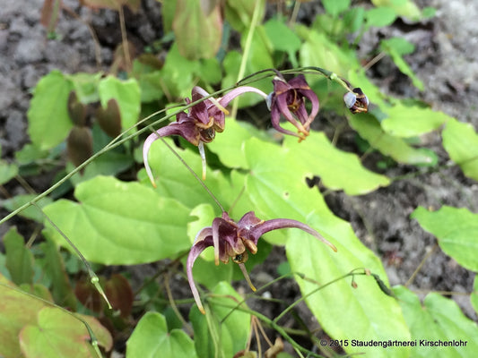Epimedium x omeiense 'Stormcloud'