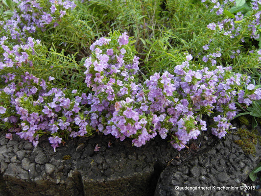 Satureja montana subsp. montana