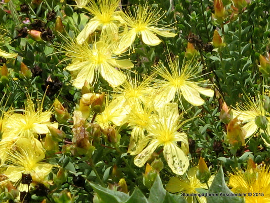 Hypericum olympicum 'Citrinum'