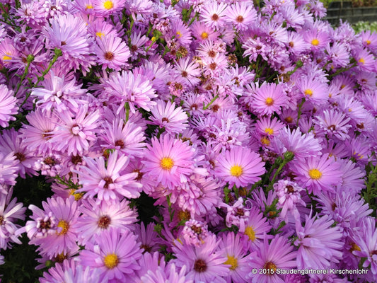 Symphyotrichum dumosum 'Herbstgruß vom Bresserhof'