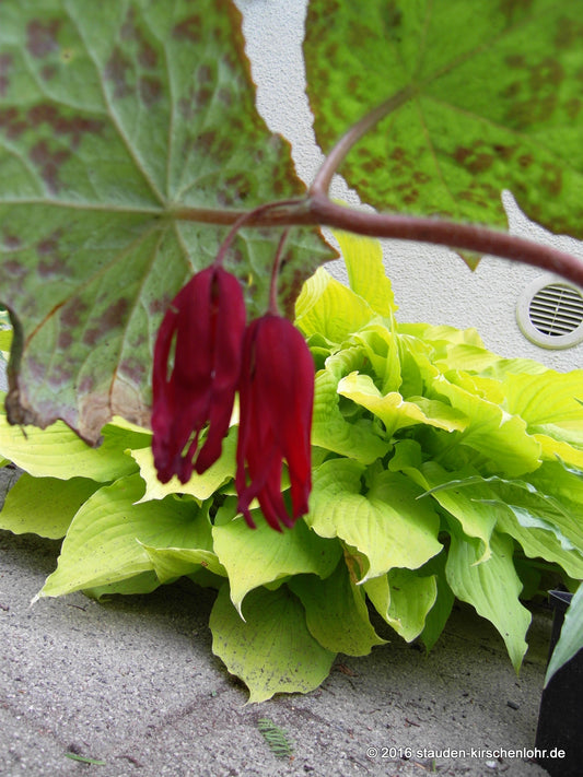 Dysosma 'Spotty Dotty' ® (Podophyllum)