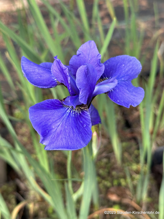 Iris sibirica 'Taubenblau'