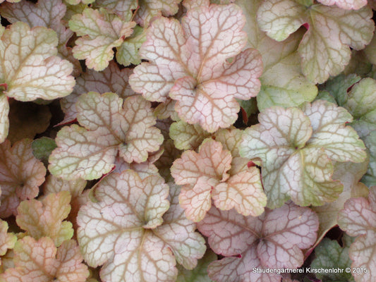 Heuchera 'Pinot Gris' ®