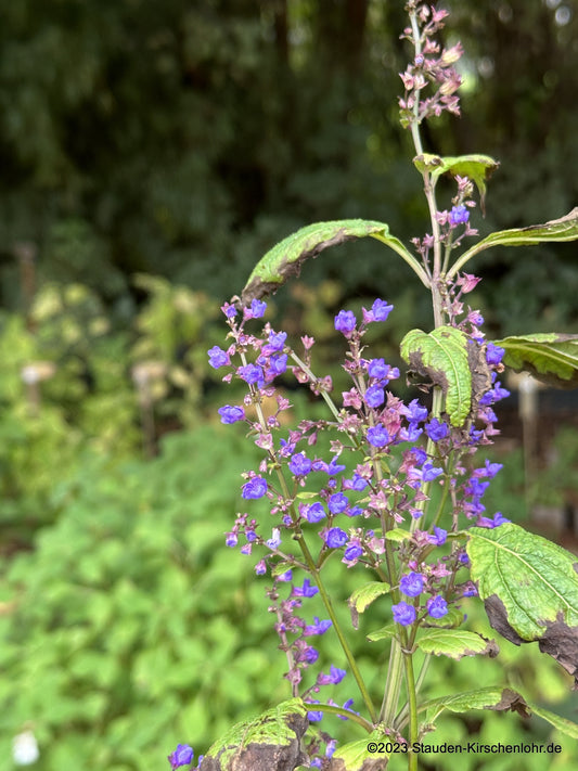 Isodon umbrosus 'Speyerer Herbstbereicherung'