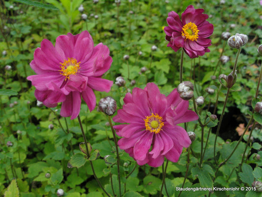 Anemone (Autumn Double Group) 'Pamina'
