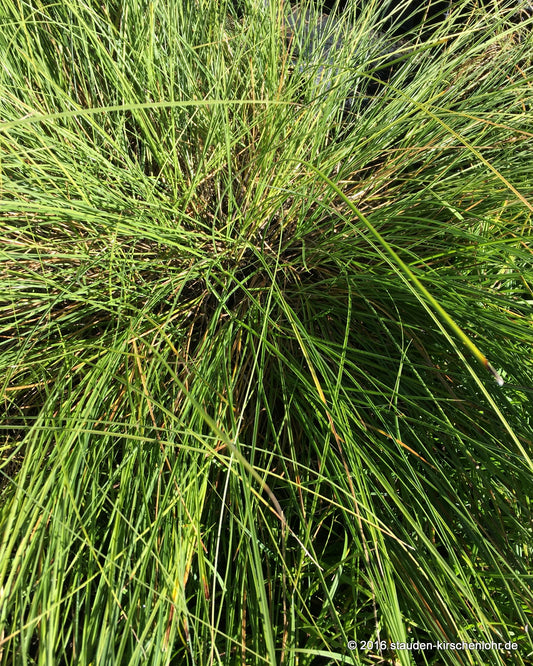 Carex appropinquata