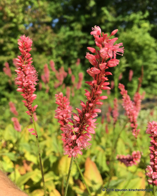 Bistorta amplexicaulis 'High Society'