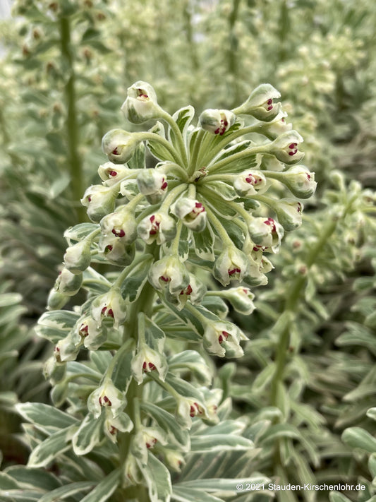 Euphorbia characias 'Silver Swan' ®