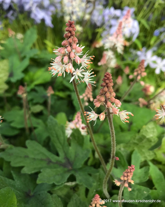 Tiarella 'Spring Symphony' ®