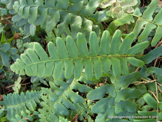 Polystichum acrostichoides