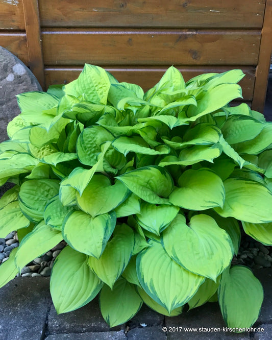Hosta 'Paradise Island' ®