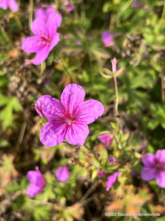 Geranium soboliferum 'Butterfly Kisses'