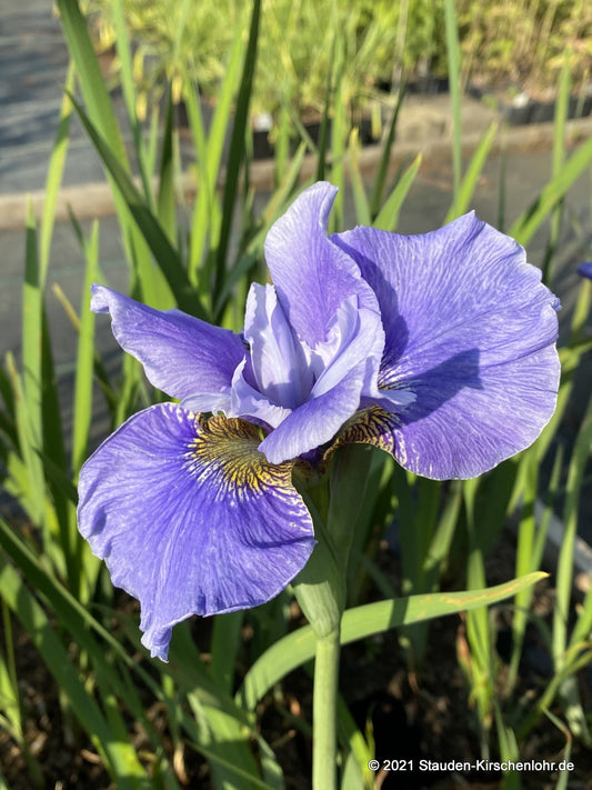 Iris sibirica 'Hellblauer Riese'