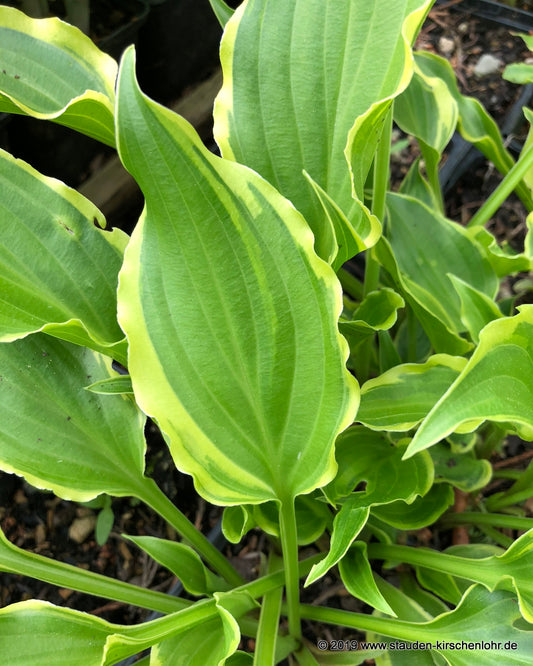 Hosta 'Tea at Bettys'