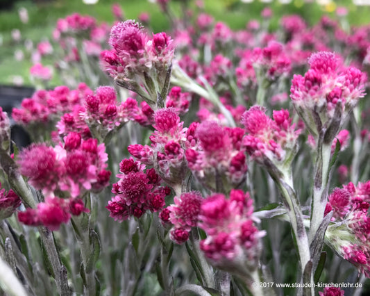 Antennaria dioica 'Grillfeuer'