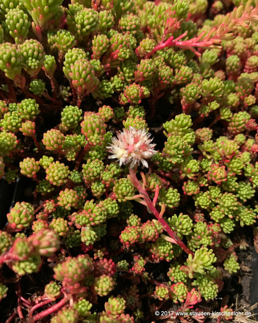Sedum lydium 'Schottland'