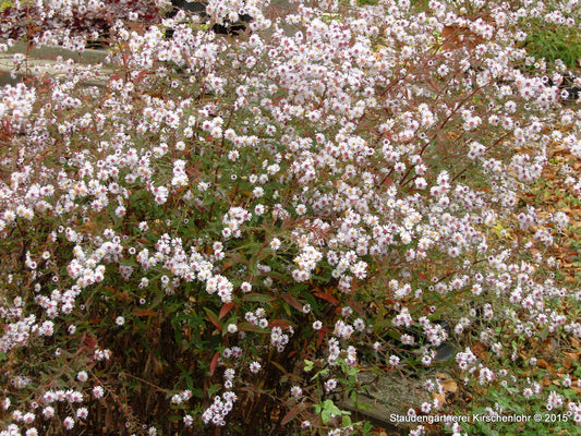 Symphyotrichum 'Speyerer Herbstwooge'