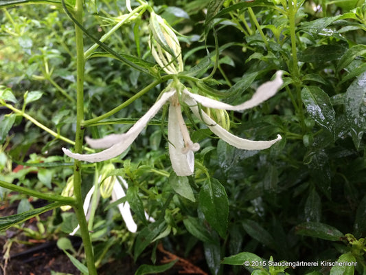 Campanula 'White Octopus' ®