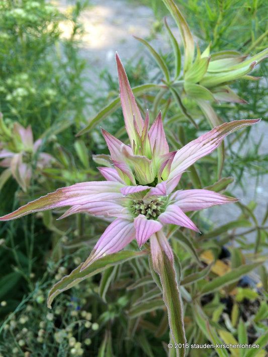 Monarda punctata