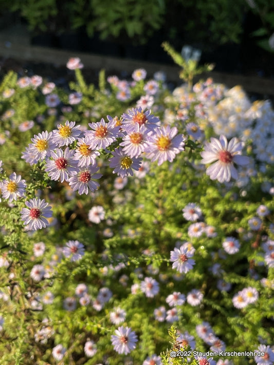 Symphyotrichum ericoides 'Blue Star'