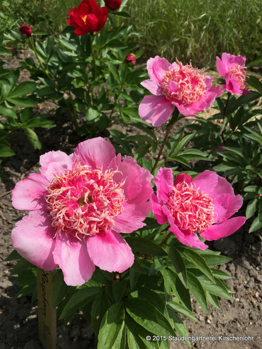 Paeonia 'Raspberry Rose'