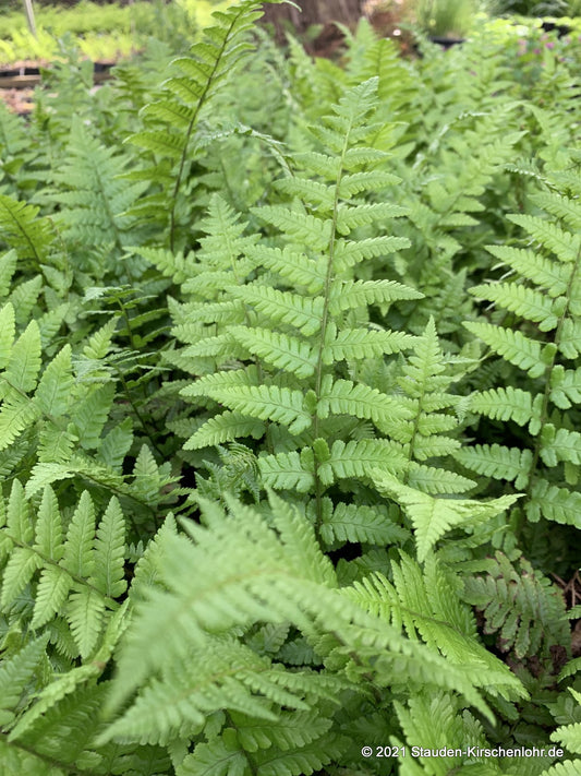 Dryopteris pseudofilix-mas