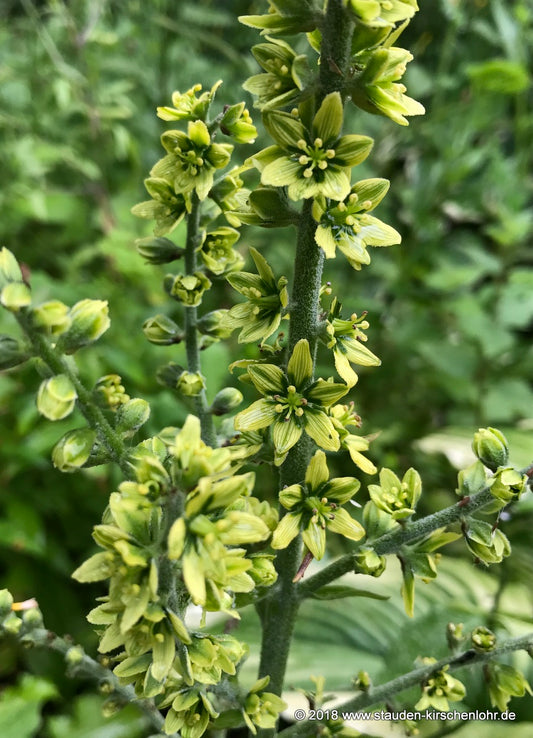 Veratrum album var. flavum ex Primrose Warburg