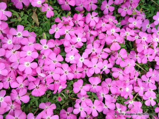 Saponaria x olivana 'Bressingham'